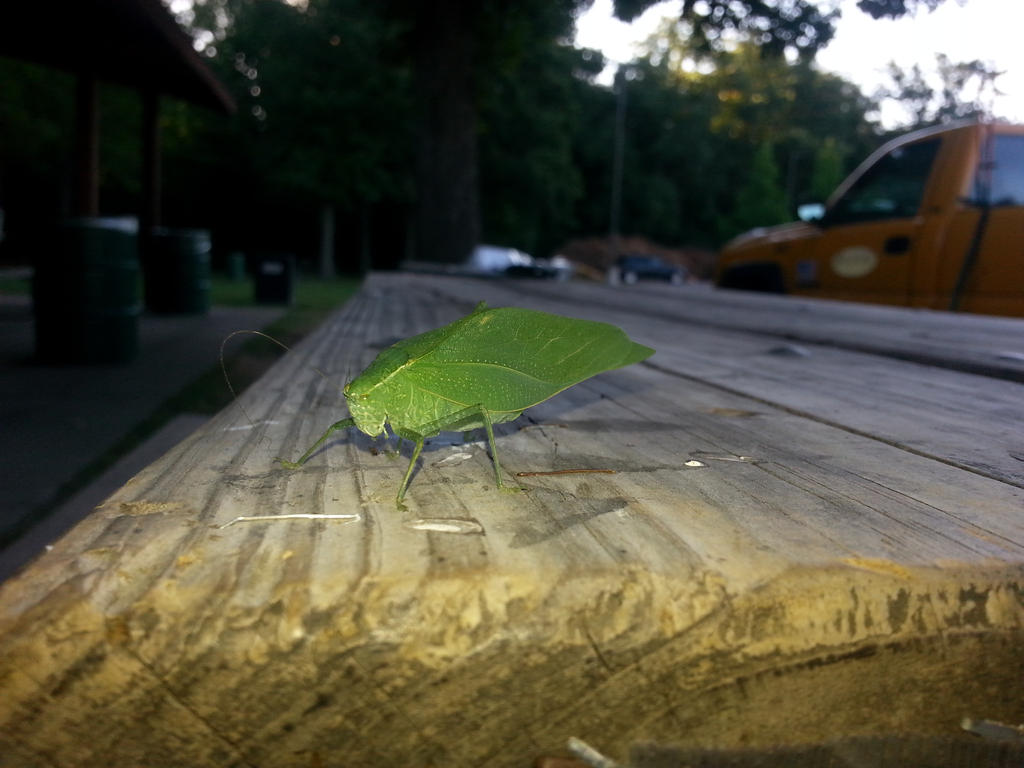 Leaf Bug Side View 2