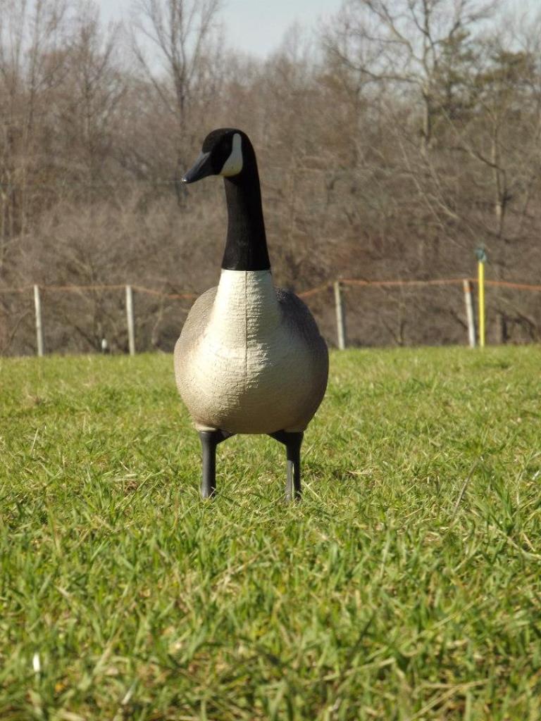 Canada Goose 2