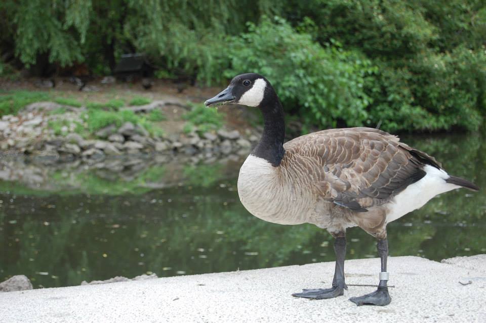 Goosetastic