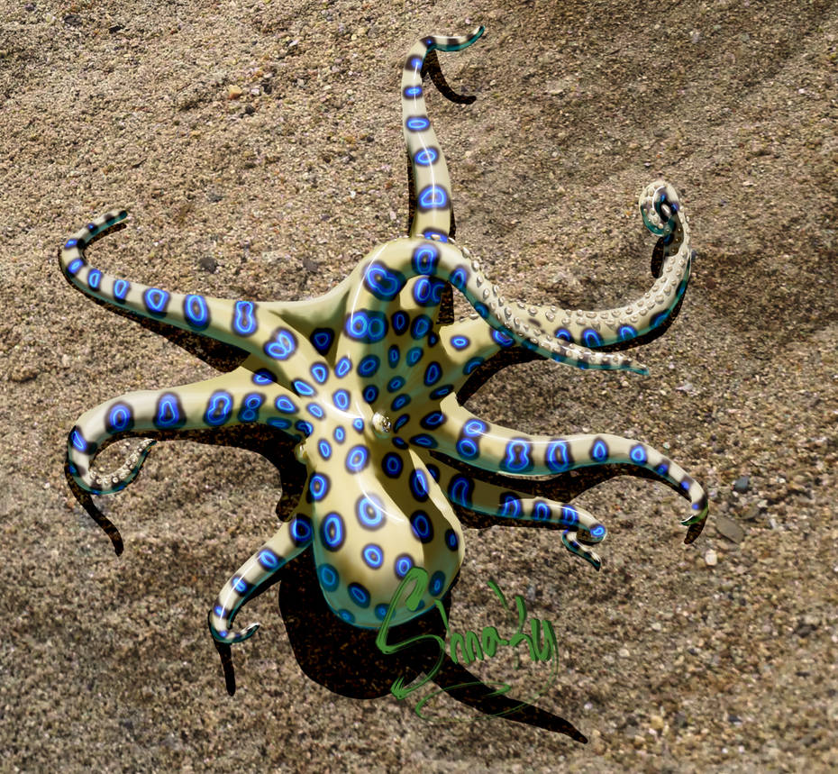 Blue Ringed Octopus Animation Blue ringed octopus by T-Ingles on DeviantArt