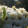 Rain over the flowers