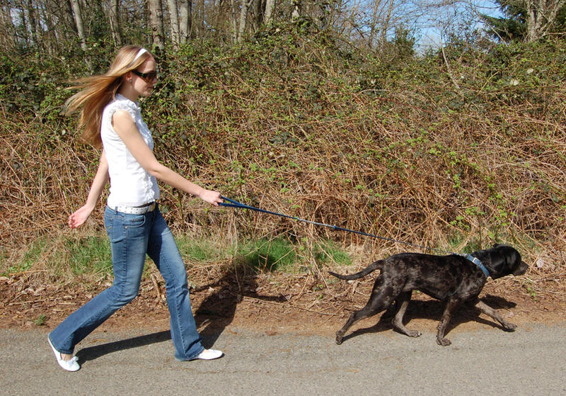The Dog Walker 1 by intergalacticstock