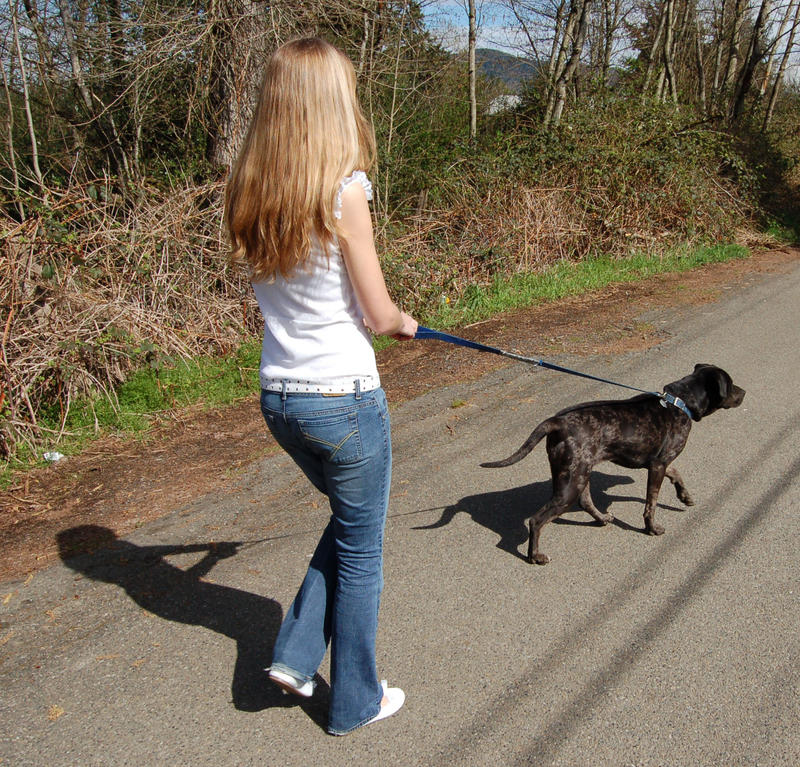 The Dog Walker 2 by intergalacticstock