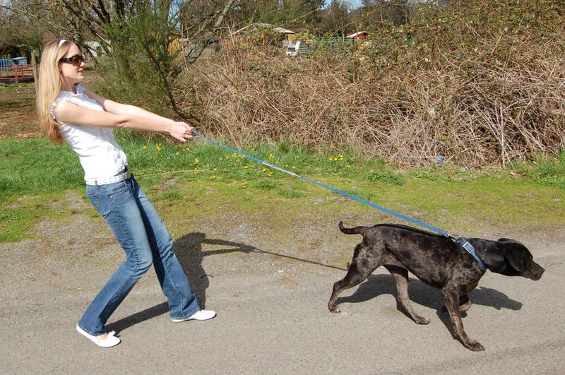 The Dog Walker 3 by intergalacticstock
