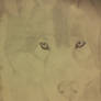 Wolf in pencil complete