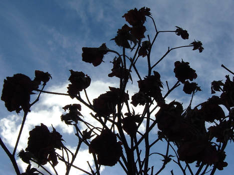 dead black roses