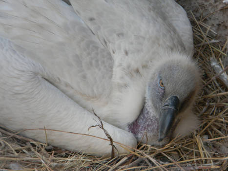 Nesting Vulture