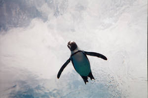 flying
