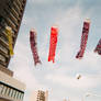 neighborhood koinobori