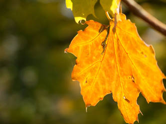 Golden Leaf