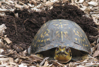 Box Turtle by Forbearnan