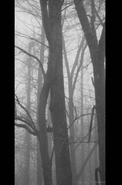 Misty Morning by Forbearnan