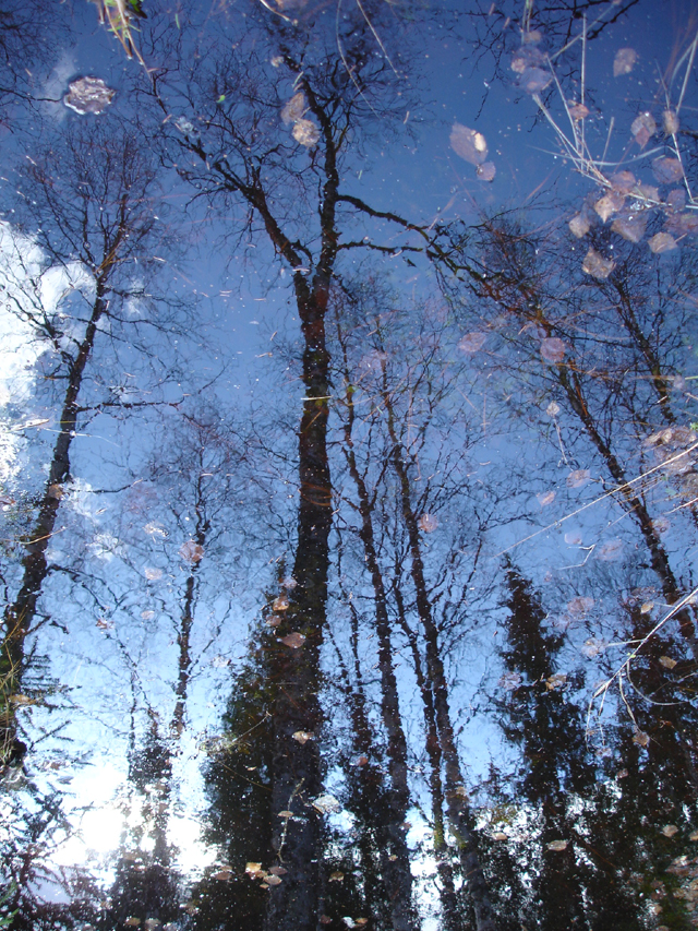 Flooded forest