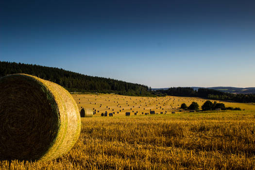 harvest time