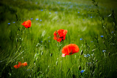 Wild Flowers