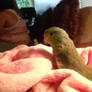 Parrotlet #1