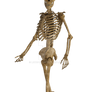 Skeleton Png Overlay.