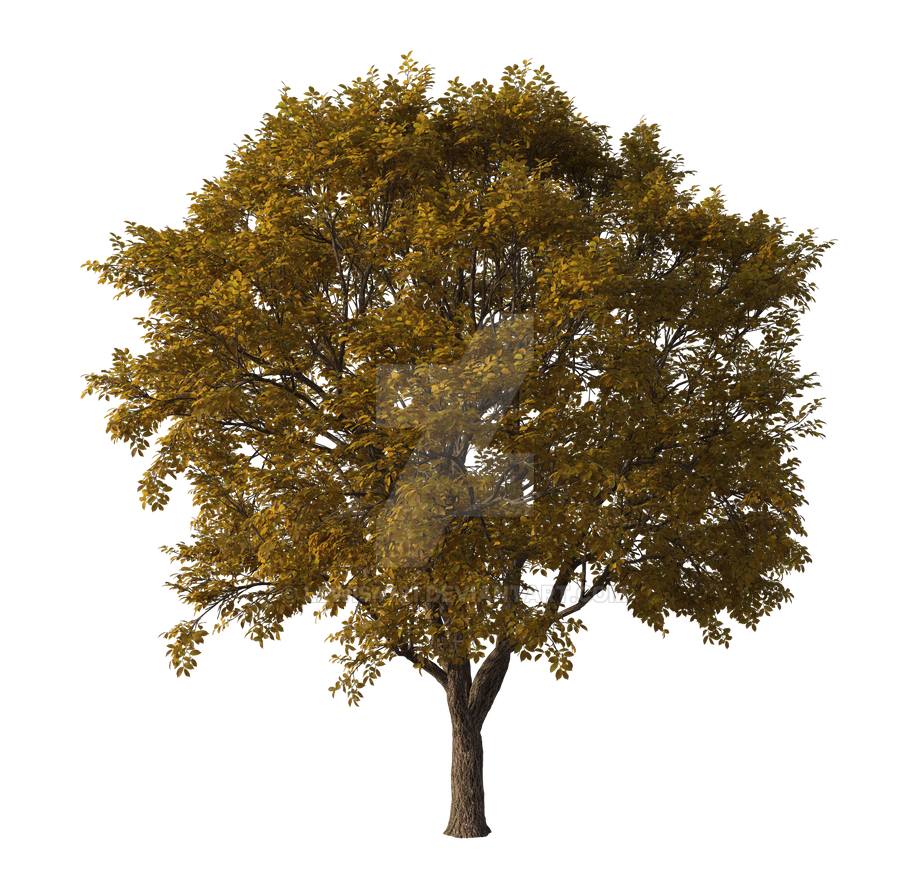 Autumn Tree Png Overlay. by lewis4721 on DeviantArt
