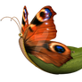 Butterfly Boat Png Overlay.
