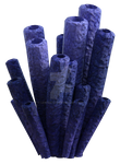 Coral Png Overlay