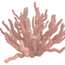 Coral Png Overlay