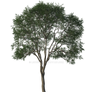 Elm Tree Png Overlay.