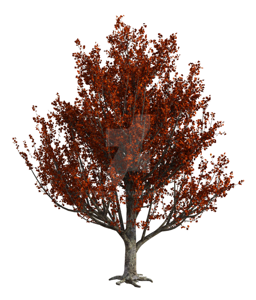 Red Maple Tree Png Overlay. by lewis4721 on DeviantArt
