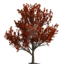 Red Maple Tree Png Overlay.
