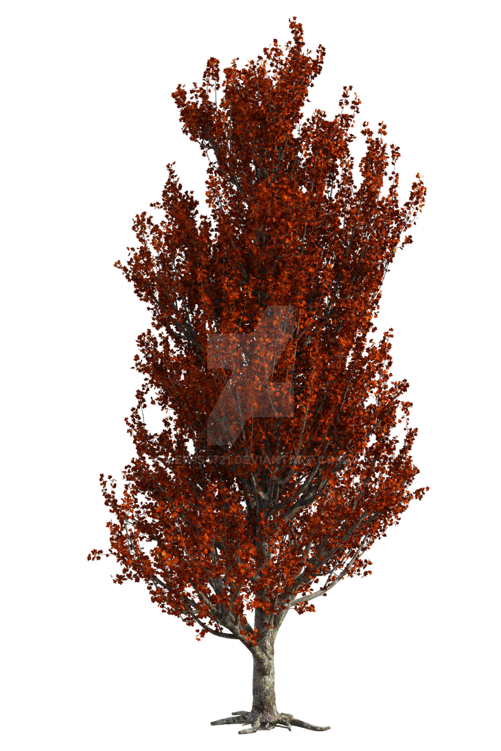 Red Maple Tree Png Overlay. by lewis4721 on DeviantArt