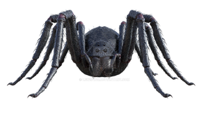 Giant Spider Png Overlay.