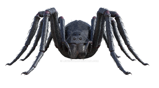 Giant Spider Png Overlay.