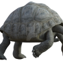 Giant Tortoise Png Overlay.