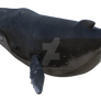 Humpback Whale Png Overlay.