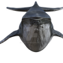 Humpback Whale Png Overlay.