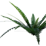 Fern Png Overlay.