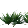 Fern Png Overlay.