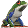 Tree Frog Png Overlay.