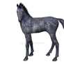 Foal 5, png overlay.