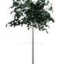 Small tree in a pot, png overlay.
