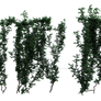 Ivy 1, Png Overlay.