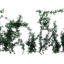Ivy 2, Png Overlay.