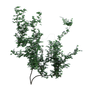 Ivy 4, Png Overlay.