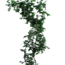 Ivy 8, Png Overlay.