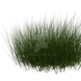 Grass Clump 1, png overlay.
