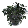 Pot Plant 3, Png Overlay.