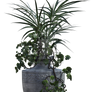 Pot Plant 5, Png Overlay.