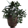 Pot Plant 8, Png Overlay.