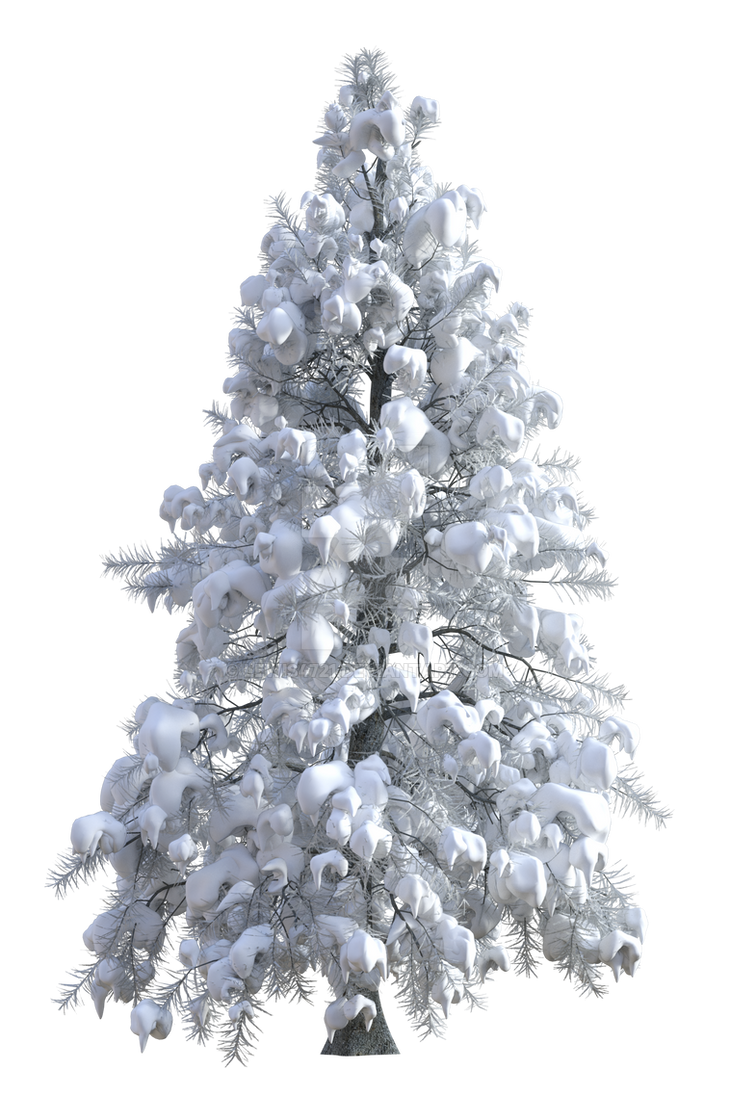 Winter Pine 1 Png Overlay By Lewis4721 On Deviantart