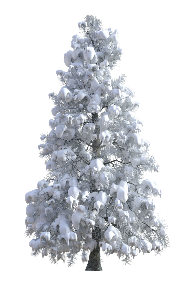 Winter Pine 2 Png Overlay By Lewis4721 On Deviantart