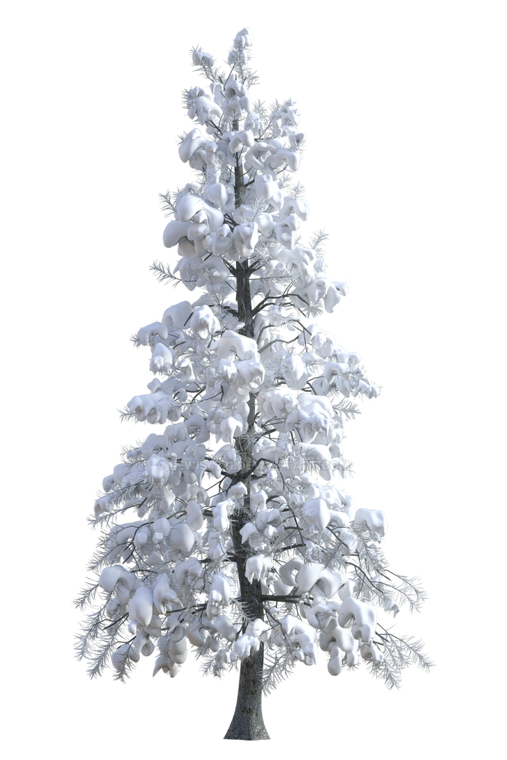 Winter Pine 3 Png Overlay By Lewis4721 On Deviantart